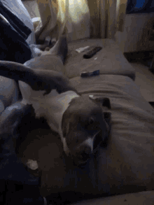 a dog is laying on a couch with its head on someone 's lap