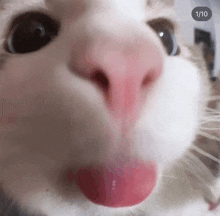 Cat Tongue GIF - Cat Tongue GIFs