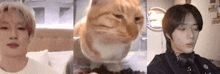 Theogyu Side Eye Cat P1harmony GIF