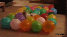 So Excited GIF - Pop Balloon Puppy GIFs