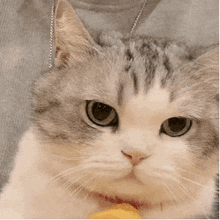 a close up of a cat looking at the camera with a person holding it .