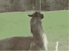 Fuck This Im Out GIF - Fuck This Im Out Alpaca GIFs