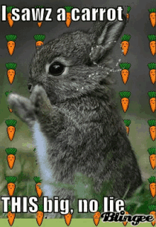 Im Hungry Bunny GIF - Im Hungry Bunny Rabbit GIFs