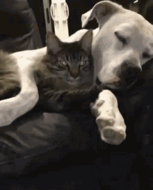 Dog Cat GIF - Dog Cat Snuggle GIFs
