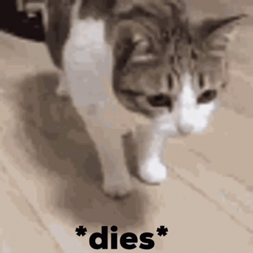 Dies Cat GIF - Dies Cat GIFs