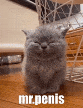 a gray cat is sitting on a wooden floor with its eyes closed and the words mr. penis written on it .