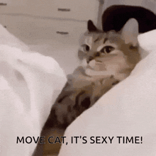 Cat Sexy Time GIF - Cat Sexy Time Move Cat GIFs