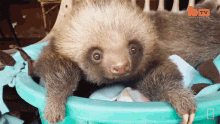 curious international sloth day baby sloths stare wondering