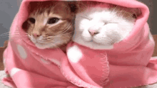 Cats Snuggle GIF - Cats Snuggle Comfortable GIFs
