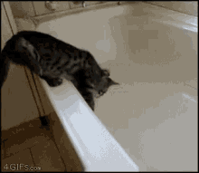 Cat Falling Into Empty Bathtub - Fall GIF