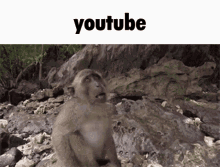 Youtube Monkey GIF - Youtube Monkey Funny Monkey GIFs