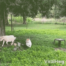 Playing Viralhog GIF - Playing Viralhog Goat GIFs