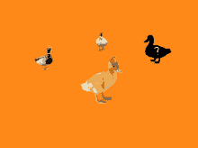Duck Duckweb GIF - Duck Duckweb Derg__animated GIFs