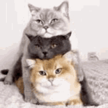 Cats Cute GIF - Cats Cute Threecats GIFs