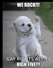 a picture of a puppy that says we rock