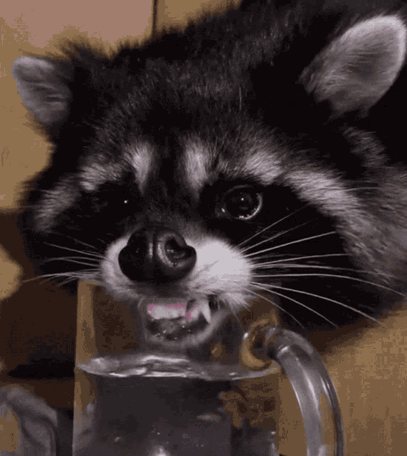 Bottin des odeurs Waschb%C3%A4r-raccoon
