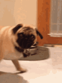 Funny As Hell Funny Dance GIF - Funny As Hell Funny Dance Funny Dog GIFs