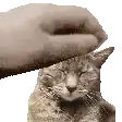 a person is petting a cat with their hand .