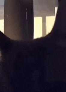 a close up of a cat 's back with a window in the background