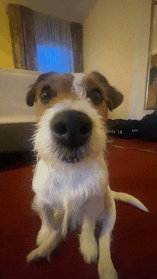 a small brown and white dog sitting on a red carpet looking at the camera