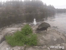 Chase Away Birds GIF - Chase Away Birds Protect Nest GIFs