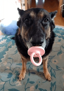 a dog with a pink pacifier in its mouth looks at the camera