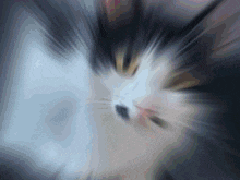 a blurred image of a cat 's face with a blue background