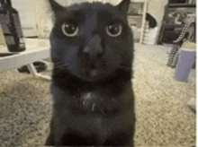 a black cat is standing on its hind legs in a living room .