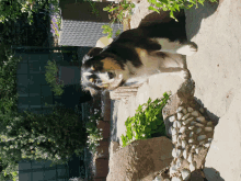 Frieda1 GIF - Frieda1 GIFs