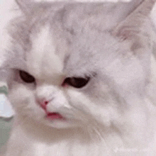 a close up of a white cat with a serious look on its face .