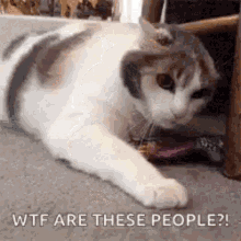 Reaction Gif Cat GIF - Reaction Gif Cat Wtf Are These People GIFs