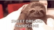Sloth Love GIF - Sloth Love Sweet Dreams GIFs