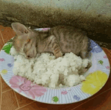 Cat In Rice GIF