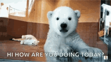 Polar Bear Cub GIF