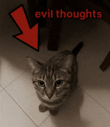 a cat looking up at the camera with an arrow pointing to the word evil thoughts