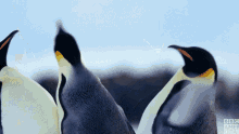 Penguins Fighting GIF - Penguins Fighting Fight GIFs