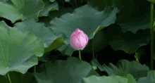 蓮花 Flower GIF