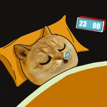 Catcoin Cat Meme GIF - Catcoin Cat Meme Cat Memes GIFs
