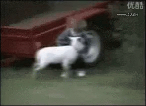 Really Funny Animals GIF - Really FunnyAnimals Dogs - Discover & Share GIFs