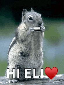 a squirrel is holding a piece of bread in its mouth and the words hi eli are above it