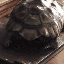 Tortoise Awesome GIF - Tortoise Awesome Turtle GIFs