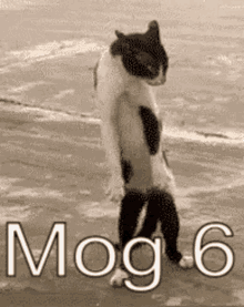 Mog Mog6 GIF
