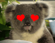 Koala Love GIF - Koala Love GIFs