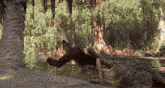 a man is being attacked by a large crocodile in the water