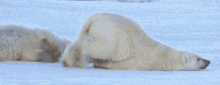 Polar Bear Slide GIF - Wildlife GIFs