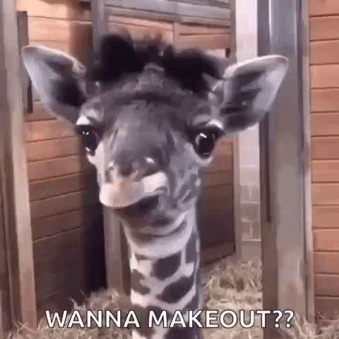 Animal Funny GIF - Animal Funny Cute - Discover & Share GIFs