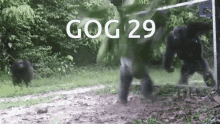 Gog Monkey GIF - Gog Monkey Gogmonkey GIFs