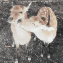 a couple of deer standing next to each other with their heads touching