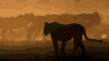 Lioness Sunset GIF - Lioness Sunset Wildebeests GIFs