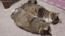 Cats Sleep GIF - Cats Sleep Tired GIFs